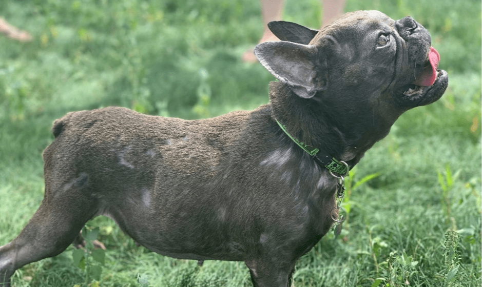 Síndrome de Cushing em cães